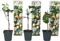 Passionsblume - 3 Stk - Passiflora edulis 'Frederick' - Höhe 25-40cm - ⌀9cm