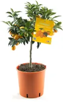 Kumquat Fortunella Margarita – Zitruspflanze 70-80 cm | Winterhart, Zitrusbaum, Citrus Pflanze für Garten & Balkon