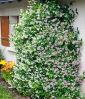 BALDUR Garten Duft-Jasmin Pink & Weiß,2 Pflanzen Trachelospermum jasminoides, Pink Showers, Sternjasmin, duftend, winterhart, pflegeleicht, blühende Kletterpflanze