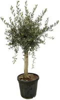 Olea Lorc - Olivovník - ↕180 cm - Ø40cm