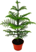 Zimmertanne - Araucaria heterophylla - 15cm Topf - ca. 40-50cm hoch