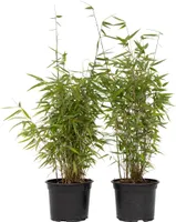 Bambus - 6 ks. - Fargesia nitida 'Red Dragon' - Výška 60-80cm - ⌀17cm
