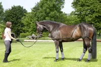 USG Longier/Trainingssystem Pony/Vollblut
