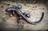 Esschert Design Lizard Brown 24,3 cm - liatina