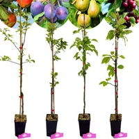 Sada 4 ovocných stromov – 1 jablko, 1 hruška, 1 čerešňa, 1 slivka – výška 70/100 cm – črepník 11 cm – Mix A