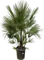 Everyplants Chamaerops Humilis struik - 200 cm, ø40 cm