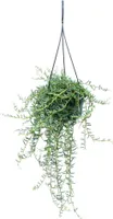 Senecio hallianus Rastlina semaforu - Curio hallianus v 14 cm semafore - závesná