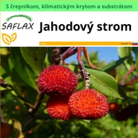 SAFLAX Garden to go - jahodový strom - Arbutus unedo - 50 Semená - S črepníkom, klimatickým vekom a pestovateľským substrátom