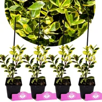 Sada 4 zlatistých cesmín - Ilex aquifolium "Golden van Tol" - výška 30 cm - 9 cm kvetináč