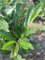 Kirschlorbeer Prunus Herbergii 40-60 cm, 20x Heckenpflanze