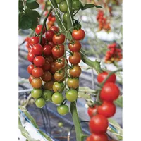 Siena Garden 170232 Tomaten-Reifehaube, Farbe: weiß Maße: 0,75x10m, 17g