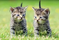 3 D Ansichtskarte Katzen, Katze Postkarte Wackelkarte Hologrammkarte Tiere Kätzchen