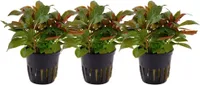 Aquarium Wasserpflanze 3 Stück Ludwigia glandulosa perennis AquaOne 335A Set