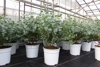 2 Stück Eucalyptus Gunni Gunnii Busch Kugel Eukalyptusbaum, Höhe 35 - 40 cm Pflanze winterhart