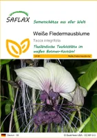 SAFLAX - Weiße Fledermausblume - 10 Samen - Tacca integrifolia