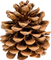 Pinienzapfen Natur, 10 Stk, 8-12cm | Pinus pinea