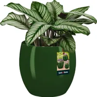 KOTARBAU® Kvetináč keramický okrúhly ⌀ 19 cm Výška: 20,5 cm Zelený kvetináč Keramický kvetináč na izbové rastliny Kvetináč moderný malý kvetináč Kvetináč keramický Keramický kvetináč na orchidey