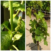 Arkadia ® pilzfeste gelber kräftige Weinrebe helle Weintraube im 3,5 Liter Topf