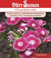 Pfingstfedernelke | Pfingstfedernelkensamen von Dürr Samen