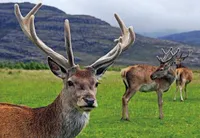 3 D Ansichtskarte Rothirsche, Waldtier Hirsch Postkarte Wackelkarte Hologrammkarte Tier