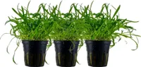 Aquarium Pflanze 3 Stück Lilaeopsis brasiliensis Wasserpflanze AquaOne 340 Set