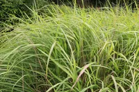 10 x Miscanthus sinensis ‚Condensatus' 1 Liter (Ziergras/Gräser) Chinaschilf