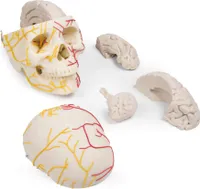 Erler-Zimmerov neurovaskulárny model lebky s mozgom