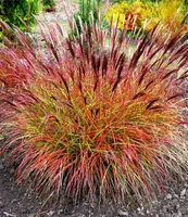 BALDUR Garten Chinaschilf Red Chief 1 Pflanze, Miscanthus sinensis winterharte Staude, Chinagras, trockenresistent, mehrjährig, Wasserbedarf gering, für Standort in der Sonne geeignet, blühend