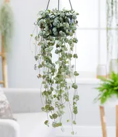 BALDUR Garten Leuchterblume Ceropegia, 1 Pflanze, Grünpflanze, mehrjährig - frostfrei halten, pflegeleicht, Ceropegia woodii, außergewöhnliche Blätter, Zimmerpflanzen-Rarität