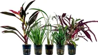 Pflanzen Set mit 5 lebenden Terrarienpflanzen Paludariumpflanzen AquaOne Nr.271