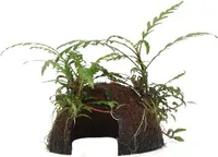 Aquarium Pflanze Hygrophila pinnatifida auf Kokosnussschale Tropica 509 YCS