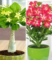 BALDUR Garten Zimmerpflanzen-Kollektion, 2 Pflanzen, 1 Pflanze Hawaii-Palme + 1 Pflanze Wüstenrose Rot, mehrjährig - frostfrei halten, blühend, Brighamia insignis, Adenium obesum