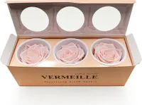 Stabilisierte Rose - Champagnerrosa - XL - 3 Stk