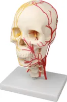 Neurovasculärer Schädel Darstellung von Nerven und Arterien des Schädels