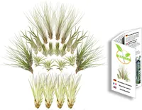 Tillandsien 24er-Mix, Tillandsia, Bromeliengewächs