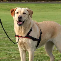 Trixie Trainingsgeschirr Lead'n'Walk Soft - M-L