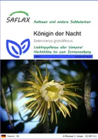SAFLAX - Kakteen - Königin der Nacht - 40 Samen - Selenicerus grandiflorus