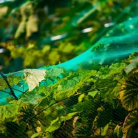 Obstbaumnetz Laubschutznetz Gartennetz Teichnetz 4 x 5m Vogelschutznetz Schutznetz grün
