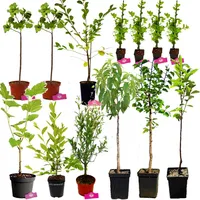 Food Waldpaket - Exotisch und winterhart - 13 Obstpflanzen - Wildpflücken auf 20m2 - Permakultur-Gemüsegarten