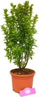 Euonymus japonica. 'Jean Hugues' Kardinál japonský, 2 l kvetináč
