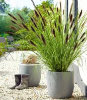 BALDUR Garten Schwarzes Lampenputzergras, 1 Pflanze, Ziergras, winterharte Staude, trockenresistent, mehrjährig, blühend, Pennisetum alopecuroides var. viridescens, Federborstengras