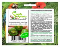 15x MINI Kiwi Actinidia arguta Issai Obst Pflanzen - Samen #204