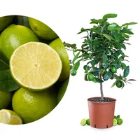 Citrus latifolia - echte Limette - veredelter Zitrusbaum im 6L-Topf - Caipi-Limette - persische Limette - Tahiti-Limette - perfekt für Caipirinha und Cocktails