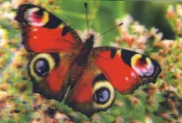 3D Sticker Postkarte Schmetterling
