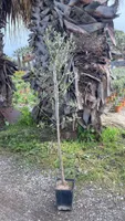 2 SZTUKI SPECJALNA CENA: Drzewko oliwne oliwka 140-180 cm, najlepszej jakości, odporne + wytrzymałe