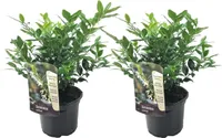 Masoplodka - 2 ks. - Sarcococca 'Confusa' - Výška 30-40cm - ⌀17cm