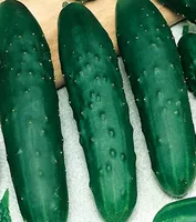 Uhorka šalátová Uhorka Jazzer Dĺžka 18-22 cm tmavozelená Semená