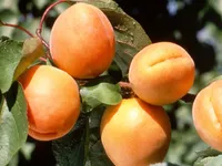 Prunus armeniaca - Mini Aprikose - Zwerg