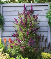 BALDUR Garten Buddleia Straight UP - Butterfly Tower, 1 Pflanze, Sommerflieder, winterhart, blühend, Schnittblume, Buddleja Hybride, lange und aufrechte Blütenrispen, benötigt wenig Platz