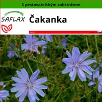 SAFLAX - čakanka - Cichorium intybus - 250 Semená - S pestovateľským substrátom bez klíčkov